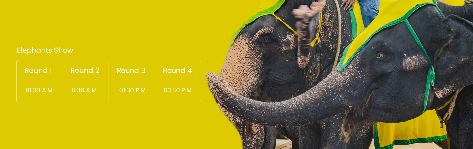 Elephants show